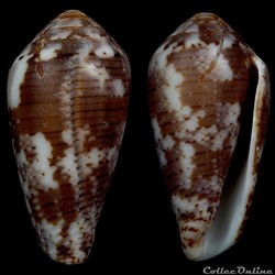 Pionoconus koukae Monnier, Limpalaer & Robin, 2013