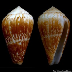 Lautoconus (Lautoconus) trencar (Nolf & Verstraeten, 2008)