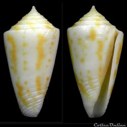 Dauciconus (Dauciconus)  flavescens (Sowerby I, 1834)