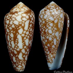 Darioconus laueri Monnier & Limpalaer, 2013