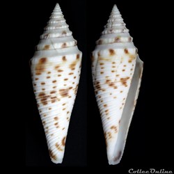 Fusiconus (Fusiconus) ichinoseanus (Kuroda, 1956)