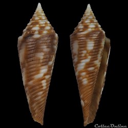 Fusiconus (Fusiconus) hopwoodi (J. R. le B. Tomlin, 1936)