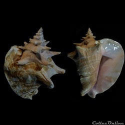 Lobatus gigas (Linnaeus, 1758)