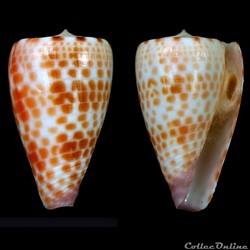 Tesseliconus edaphus (Dall, 1910)