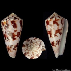 Textilia (Afonsoconus) tamikoae (Kuroda, 1956)