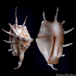 Lambis lambis (Linnaeus, 1758)