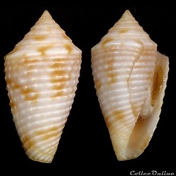 Ximeniconus (Jaspidiconus) ogum Petuch & Myers, 2014