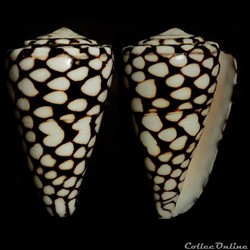 Conus marmoreus (Linnaeus, 1758)