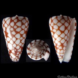 Eugeniconus marchionatus (Hinds, 1843)