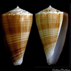 Asprella bocki (Sowerby III, 1881)