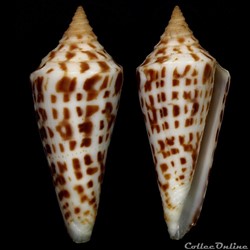 Dauciconus (Dauciconus) recurvus (Broderip, 1833)