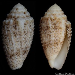 Puncticulis arenatus arenatus f. granulosa (Hwass in Brughiere, 1792)