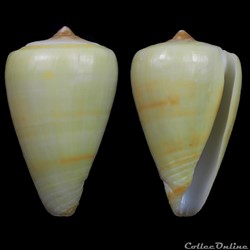 Lautoconus (Africonus) josephinae (Rolán, 1980)