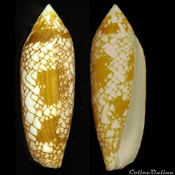 Darioconus auricomus (Hwass, 1792)