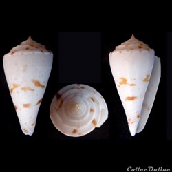 Endemoconus ione (Fulton, 1938)