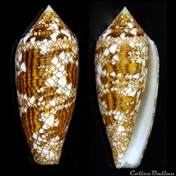 Cylindrus aureus (Hwass in Bruguière, 1792)