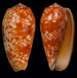 Textilia bullata (Linnaeus, 1758)  Coll #4651