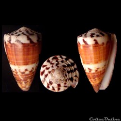 Strategoconus (Vituliconus) vitulinus (Hwass, 1792)