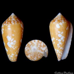 Darioconus crocatus (Lamarck, 1810)