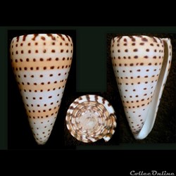 Elisaconus litteratus (Linnaeus, 1758)