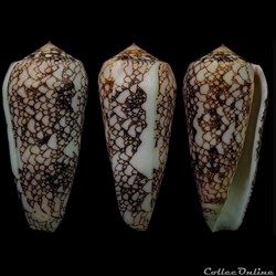 Darioconus omaria f. convolutus (Hwass in Bruguière, 1792)