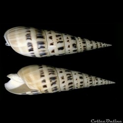 Oxymeris maculata (Linnaeus, 1758)