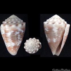 Virroconus encaustus (Kiener, 1845)