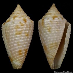 Ximeniconus (Jaspidiconus) henckesi (Coltro, 2004)