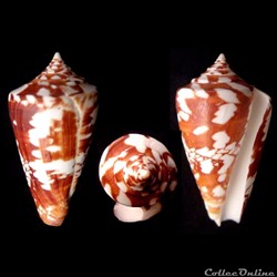 Leptoconus amadis (Gmelin, 1791)