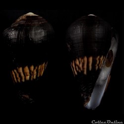 Lautoconus (Varioconus) gabrielae (Rolán & Röckel, 2000)