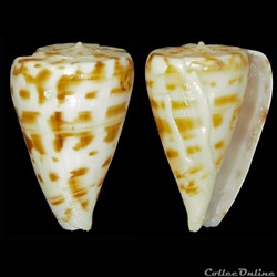Plicaustraconus advertex (Garrard, 1961)