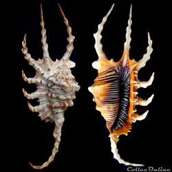 Lambis scorpius (Linnaeus, 1758)