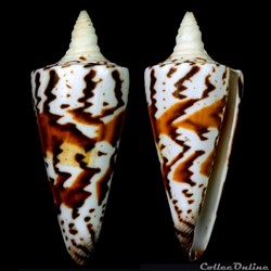 Strategoconus (Strategoconus) generalis (Linnaeus, 1767)