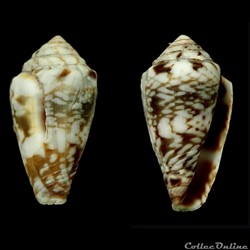 Lautoconus (Africonus) felitae (Rolán, 1990)