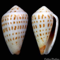 Floraconus mpenjatiensis Veldsman, 2016