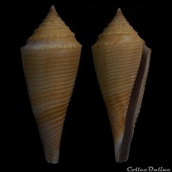Fusiconus (Fusiconus) insculptus (Kiener, 1845)
