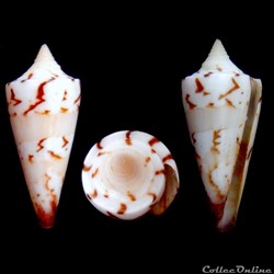 Strategoconus (Strategoconus) generalis f. spiculum (Linnaeus, 1767)