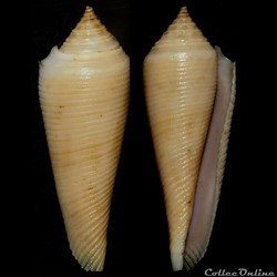 Fusiconus (Fusiconus) vimineus (Reeve, 1849)