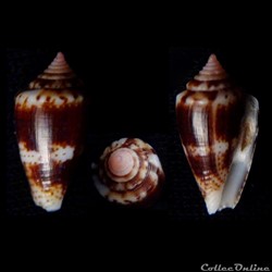 Kioconus ( Nitidoconus) boeticus (Reeve, 1844)