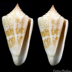 Dauciconus (Purpuriconus) ednae (Petuch, 2013)