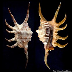 Lambis robusta (Swainson, 1821)