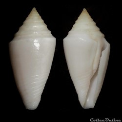 Ximeniconus (Jaspidiconus) mindanus (Hwass in Bruguière, 1792)