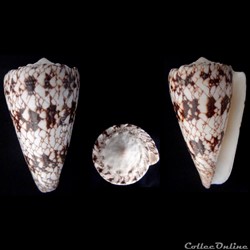 Conus nicobaricus Hwass in Bruguière, 1792
