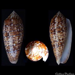 Textilia (Textilia) dusaveli (H. Adams, 1872)