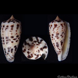Phasmoconus (Phasmoconus) zapatosensis (Röckel, 1987)