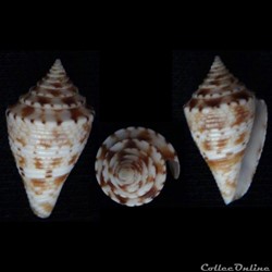Conasprella memiae (Habe & Kosuge, 1970)
