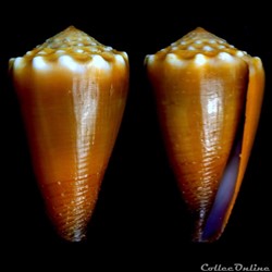 Lividoconus (Lividoconus) sanguinolentus (Quoy & Gaimard, 1834)
