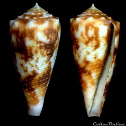 Phasmoconus (Fulgiconus) moluccensis (K ster, 1838)