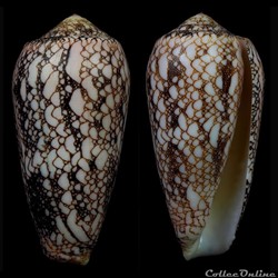 Darioconus omaria f. convolutus (Hwass in Bruguière, 1792)