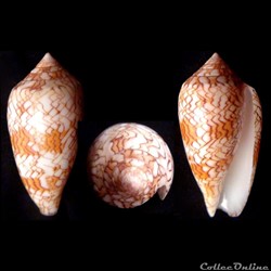 Cylindrus textile (Linnaeus, 1758)